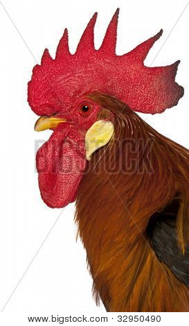 Gros plan du coq Leghorn, en face de fond blanc