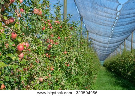 An Apple Orchard Covered An Against Hail And Birds. Modern Apple Plantation On Blue Sky Background I