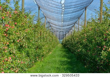 An Apple Orchard Covered An Against Hail And Birds. Modern Apple Plantation On Blue Sky Background I