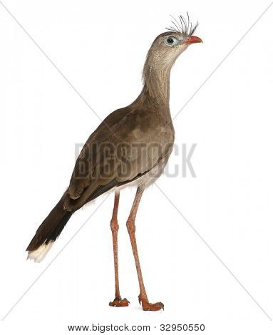 Portrét červená legged Seriema nebo chocholatý Cariama Cariama hřebenitá, stojící před zadní bílý