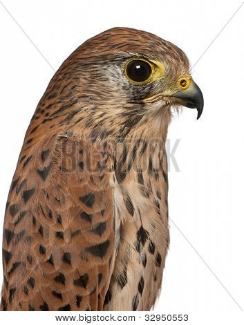 Luk for tårnfalk Falco tinnunculus, en rovfugl foran hvid baggrund