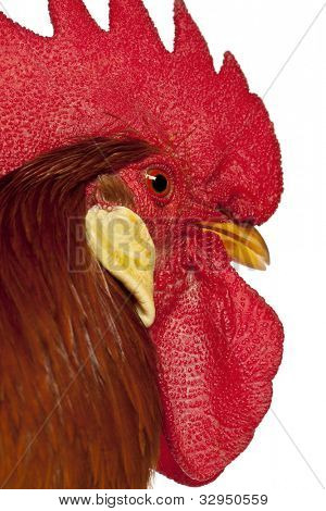 Gros plan du coq Leghorn, en face de fond blanc