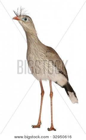 Červená legged Seriema nebo chocholatý Cariama Cariama hřebenitá, stojící před bílým pozadím