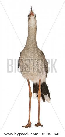 Červená legged Seriema nebo chocholatý Cariama Cariama hřebenitá, stojící před bílým pozadím