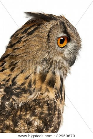 Nahaufnahme von Uhu, Bubo Bubo, eine Art von Uhu vor weißem Hintergrund