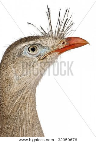 Lähikuva punainen-jalkainen Seriema tai Crested Cariama Cariama cristata edessä valkoisella taustalla