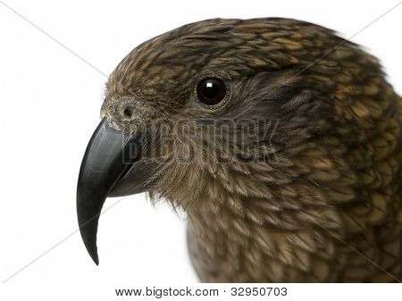 Portret van Kea, Nestor notabilis, een papegaai voor witte achtergrond