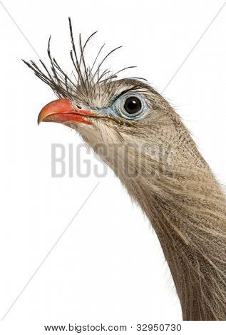 Muotokuva punainen-jalkainen Seriema tai Crested Cariama Cariama cristata edessä valkoisella taustalla