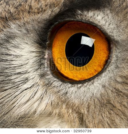 Nahaufnahme von Uhu, Bubo Bubo, eine Art von Uhu vor weißem Hintergrund