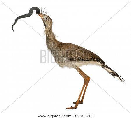 Červená legged Seriema nebo Cariama hřebenitá, chocholatý Cariama drží hračka hada před bílou backgro