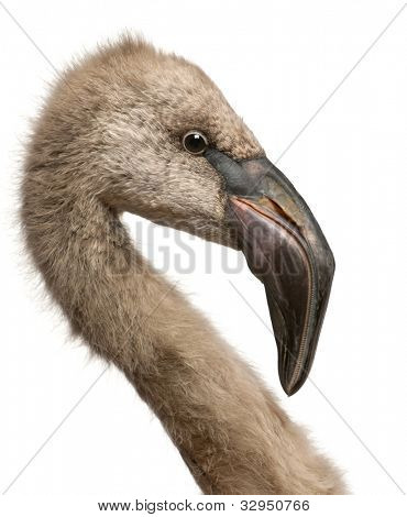 Nahaufnahme von chilenischer Flamingo Phoenicopterus Chilensis, 5 Monate alt vor weißem Hintergrund
