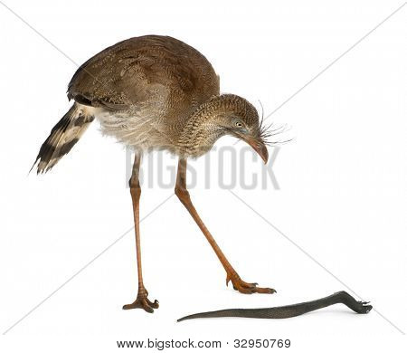 Červená legged Seriema nebo chocholatý Cariama Cariama hřebenitá, stojící před bílým pozadím