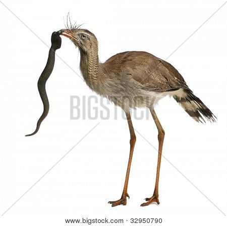 Červená legged Seriema nebo Cariama hřebenitá, chocholatý Cariama drží hračka hada před bílou backgro
