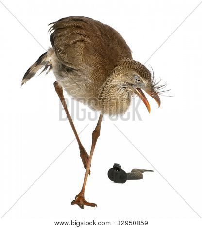 Červená legged Seriema nebo chocholatý Cariama Cariama hřebenitá, stojící před bílým pozadím