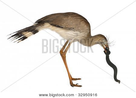Červená legged Seriema nebo Cariama hřebenitá, chocholatý Cariama drží hračka hada před bílou backgro