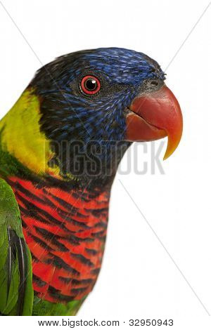 Detail ozdobné mnohobarvý, Trichoglossus ornatus, papoušek před bílým pozadím