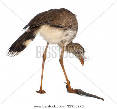 Červená legged Seriema nebo chocholatý Cariama Cariama hřebenitá, stojící před bílým pozadím