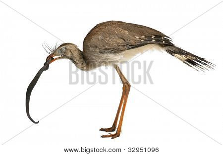 Červená legged Seriema nebo Cariama hřebenitá, chocholatý Cariama drží hračka hada před bílou backgro