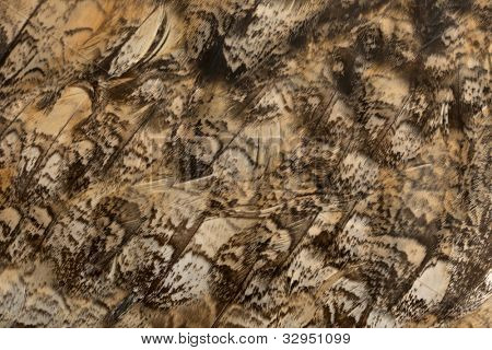 close up of Uhu, Bubo Bubo, eine Art von Uhu in front of white background