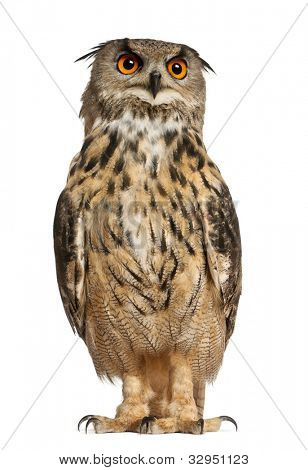 Porträt von Uhu, Bubo Bubo, eine Art von Uhu, vor weißen Zwillingsvulkane stehend