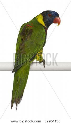 Zdobené Trichoglossus ornatus, papoušek, mnohobarvý, sedící před bílým pozadím
