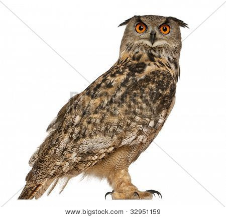 Retrato da Eurásia Bufo-real, bubo Bubo, uma espécie de Bufo-real, estando na frente est branco