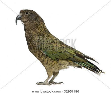 KEA, Nestor notabilis, een papegaai, staande voor de witte achtergrond