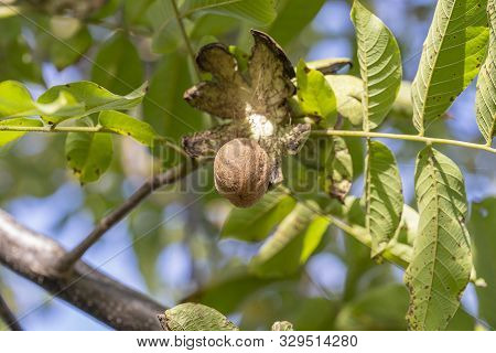 Branch Of Ripe Open Walnuts On Tree In Garden. Growing Walnuts On The Branch Of A Walnut Tree In Fru