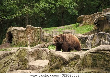 Spaces Not Cages. Large Brown Bear Animal On Natural Landscape. Wild Bear Animal. Bear Or Ursus Arct