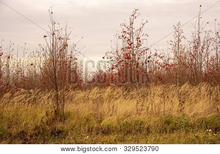 In The Middle Of The Golden Feather Grow Red Rowan On The Background Of The Cloudy Sunset Sky.