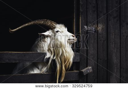 Very Beautiful White Goat With Long Horns And Beard, Living On A Farm On The Dark Background.
