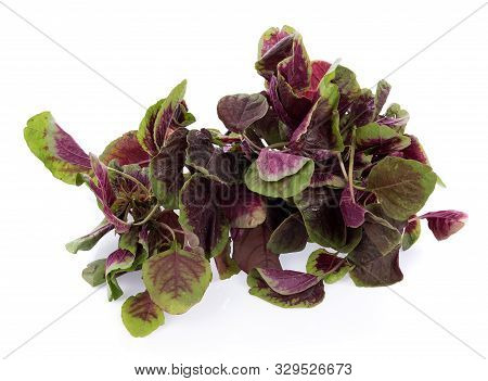 Closeup Red Spinach Isolated On White Background
