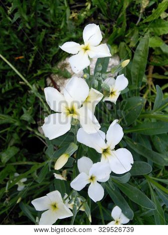 White, Light Pink Gillyflowers. Mattiola Incana Flowers