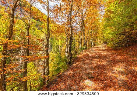Walkway With Colorful Leaves In An Autumn Forest. Kvacianska Valley In Liptov Region Of Slovakia, Eu