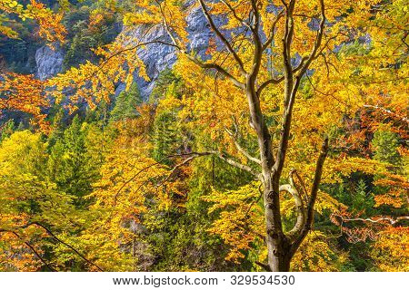 Trees With Colorful Leaves In An Autumn Forest. Kvacianska Valley In Liptov Region Of Slovakia, Euro