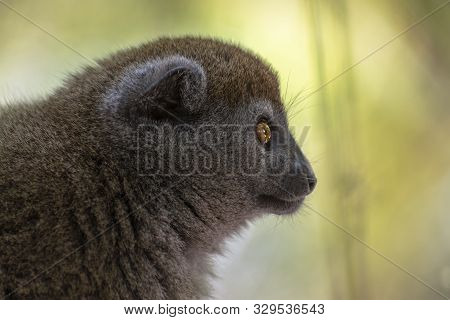 Bamboo Lemur (hapalemur Griseus), Close-up,wild Nature Madagascar