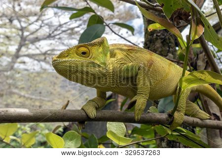 Green Chameleon - Chamaeleo Calyptratus ,wild Nature Madagascar