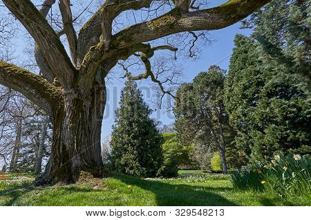 Large And Old Branched Tree Styphnolobium Japonicum In Spring And Without Leaves, Against The Blue S