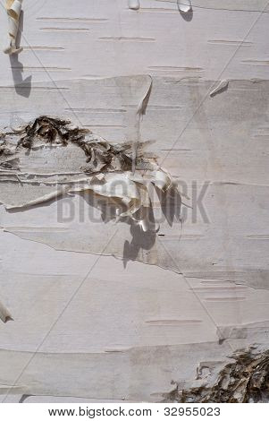 Birchbark suyu damla ile