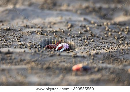 Uca Vocans, Fiddler Crab Walking In Mangrove Forest At Bassien Beach Mumbai  Maharashtra India.