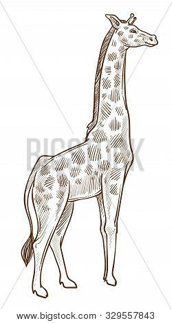 African Animal, Giraffe Isolated Sketch, Tallest Wild Mammal
