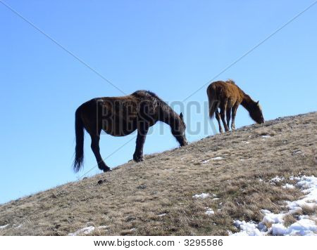 Cavallo