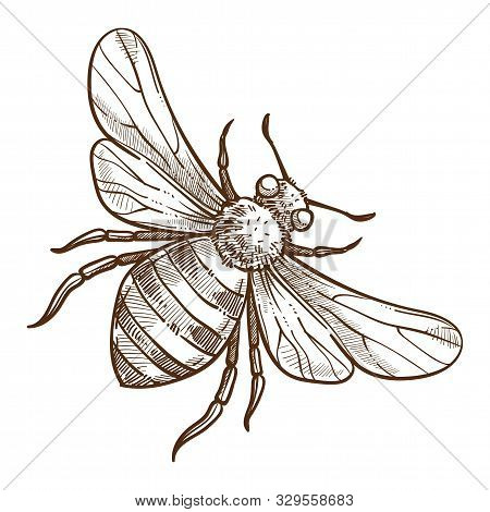 Stinging Insect, Bee Isolated Sketch, Striped Bug