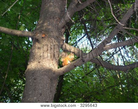Foresta