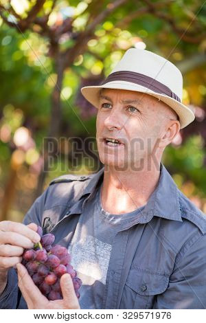 Agricultural Checking Quality Wine Grapes In Vineyard. Winemaker Examining Grapes. Traditional Winer