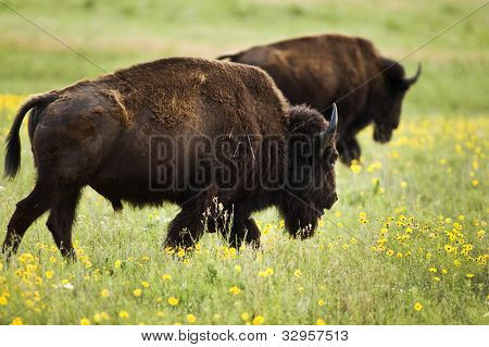 Buffalo.