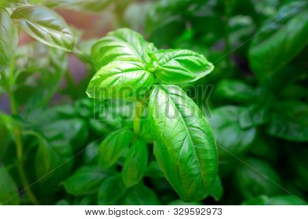 Close Up Green Basil Leaf Plant Growing In The Vegetable Garden Plantation Sweet Shrubby Basil Herb.