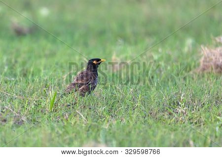 The Common Myna Is Brown With A Black Head. It Has A Yellow Bill, Legs And Bare Eye Skin.the Common 