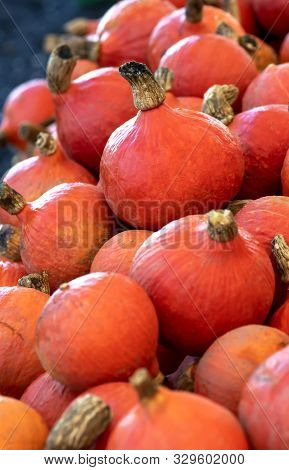 Red Kuri Squash Known As The Onion Pumpkin, Shot Vertical In Selective Focus To Ad Copy Space And Te