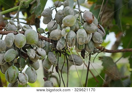 Bunches Of Grapes Affected By Powdery Mildew Or Oidium With Yellow Leaves.